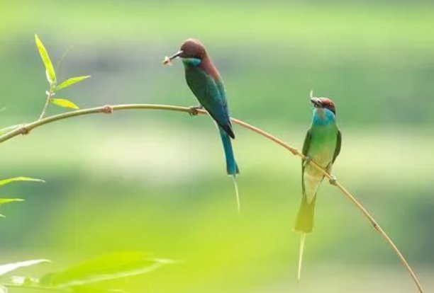 失林之鸟是什么意思