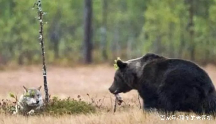为什么狼不敢招惹老虎，却敢欺负比老虎更大的棕熊？