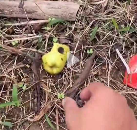 男子种出番石榴发视频炫耀后傻眼，一转眼水果就全没了，究竟是谁干的？