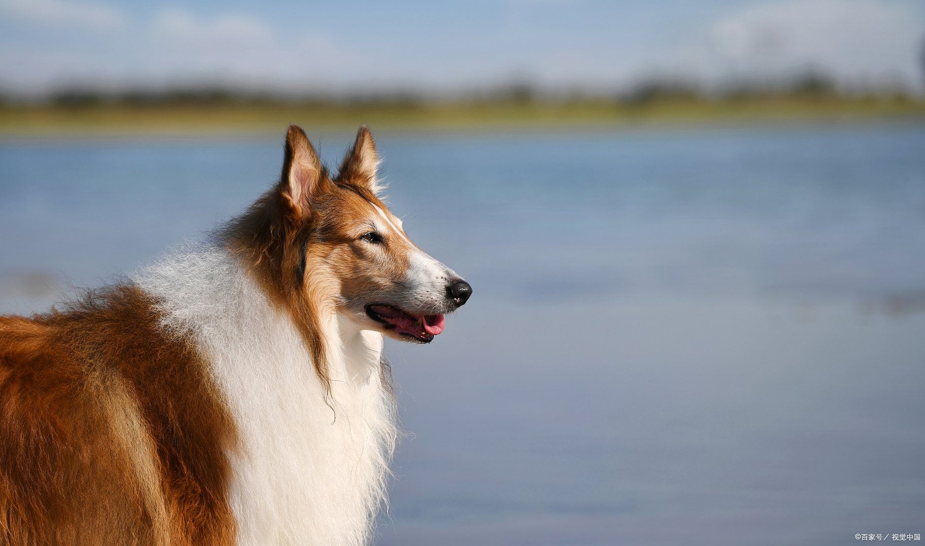 家养苏格兰牧羊犬吃什么好？什么才叫正确饮食？