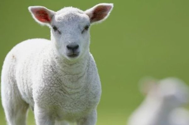 遍地菜花绿油油打一正确生肖