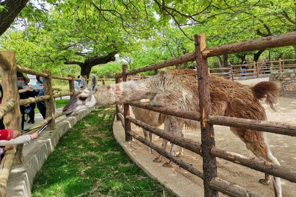 山东野生动物园的玻璃，被老虎拍碎，玻璃碎裂是否与天气也有一定的关系？