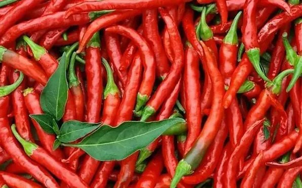 辣椒会引起痛觉，对吗？