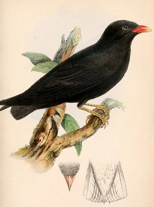 白眼河燕的保护级别