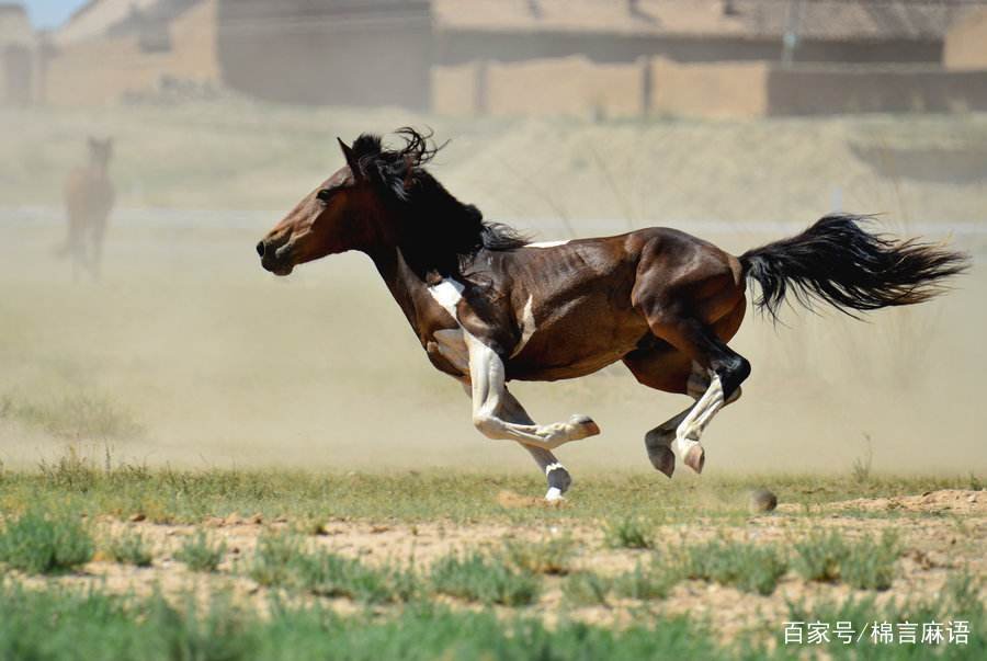 男龙女马相配好吗