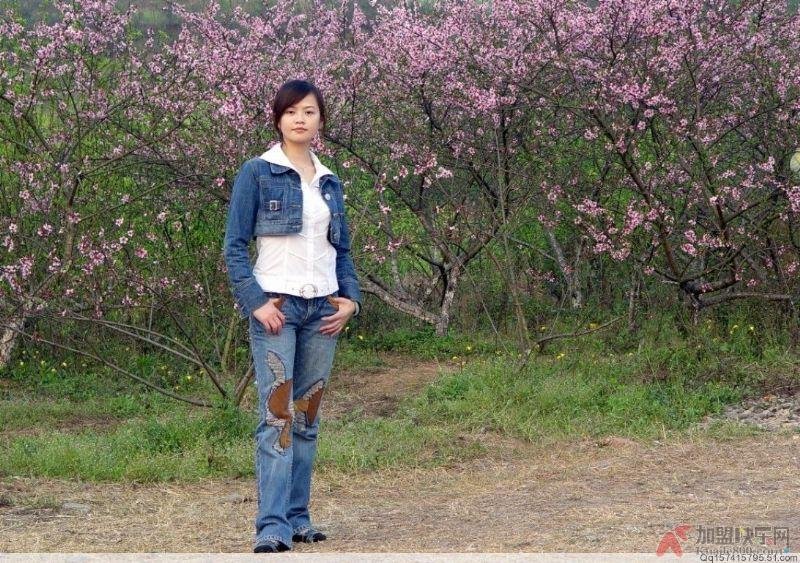 菊花香香的事件回顾