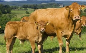 海南东方30多头牛被雷击中毙命，这起事故造成了多大的损失？