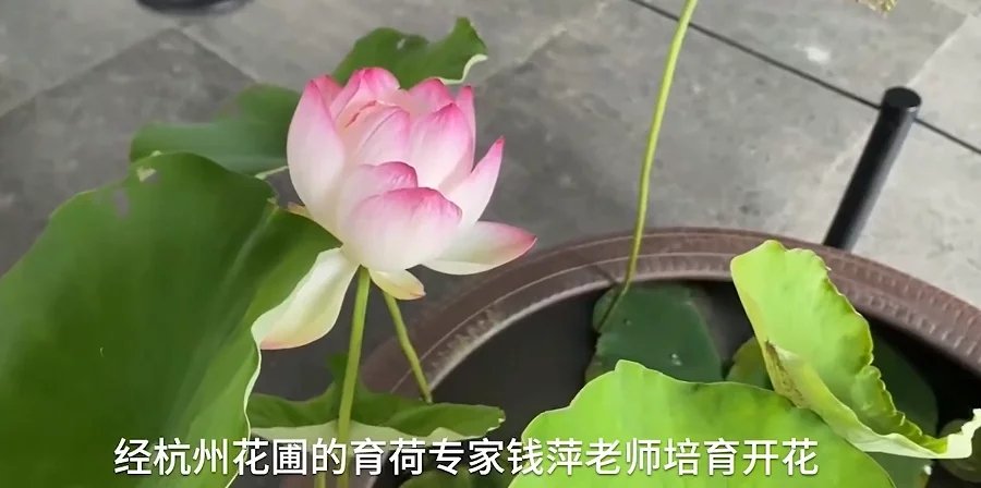两朵“千年宋莲”在浙大艺博馆绽放，这朵莲花是如何被培育出的？