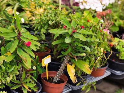 揭秘电商平台假苗木陷阱,奸商坑人都有哪些出其不意的套路?