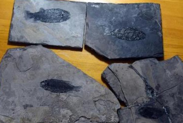 中国科学家发现4.1亿年前鸭吻鱼类，从照片来看它的样子有多蠢萌？