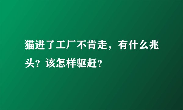 猫进了工厂不肯走，有什么兆头？该怎样驱赶？