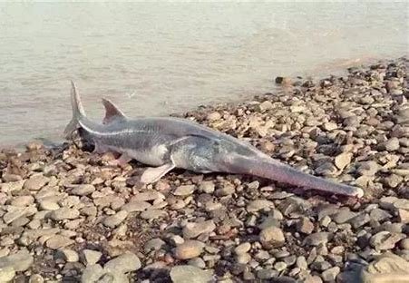 最后的长江白鲟救助人听到消息后哽咽,物种的灭绝带给了我们哪些反思?