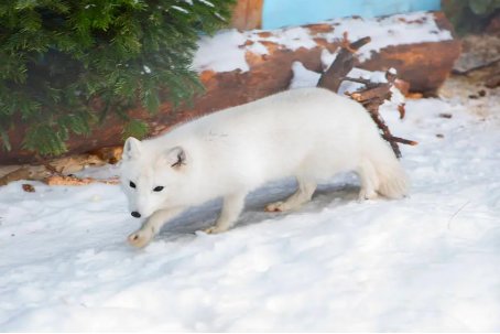 颜值最高的狐狸