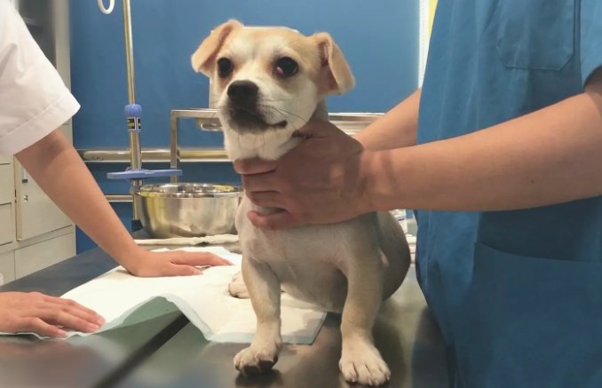 狗吃骨头卡住了怎么办