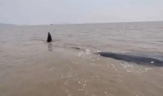 超10米长的鲸鱼在浙江海域搁浅，有关部门采取了哪些措施？