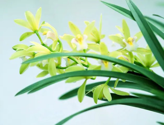 梅兰竹菊各自的寓意是什么？