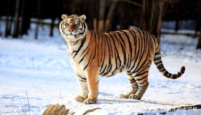 为什么狼不敢招惹老虎，却敢欺负比老虎更大的棕熊？