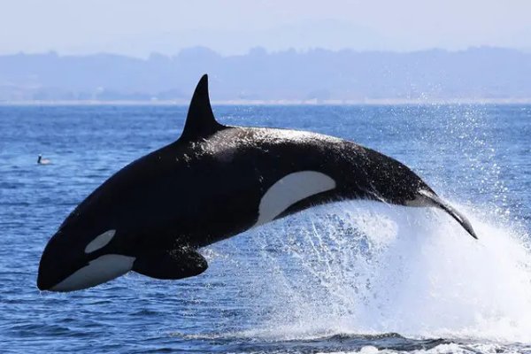 虎鲸为什么怕座头鲸