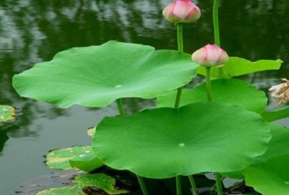 一年级荷叶是蝴蝶的什么