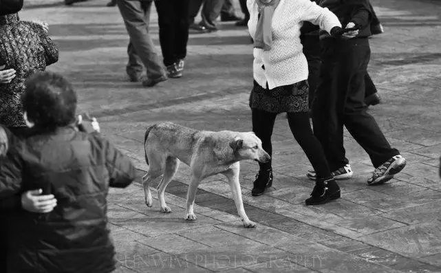 芜湖一学校回应保安打死喂奶狗妈妈,学校的处理方式是否合适