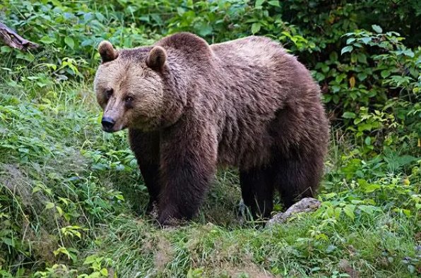 蚂蚁的天敌有哪些昆虫