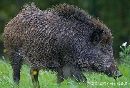 陕西某驾校为什么会出现狗和野猪大作战？野猪是怎么到驾校的？