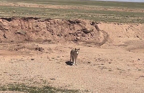 女子无人区上厕所与狼四目相对!无意中撞见一只狼会怎么样?