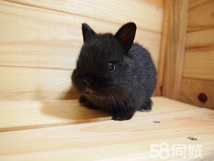 宠物店老板剪掉兔耳，这究竟是怎么回事？