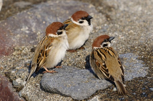 怎样使麻雀安静下来?脑筋急转弯
