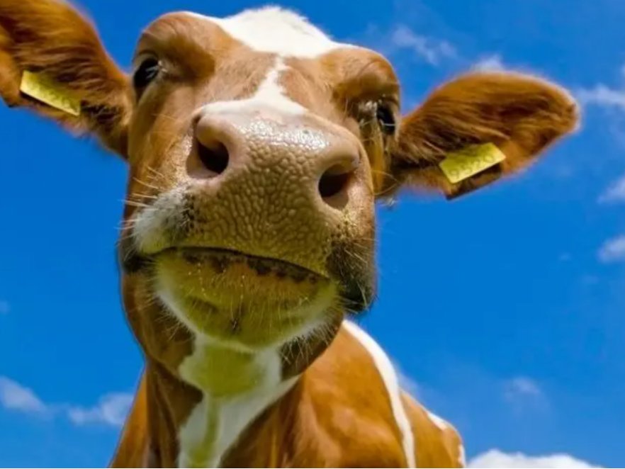 在牛的眼睛里可以看到什么颜色