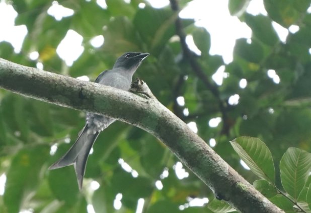 失林之鸟是什么意思