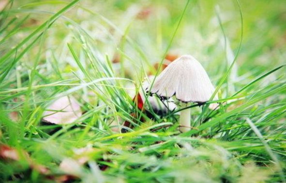 占上风怎么造句子