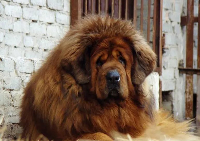 十大最强狼王排名