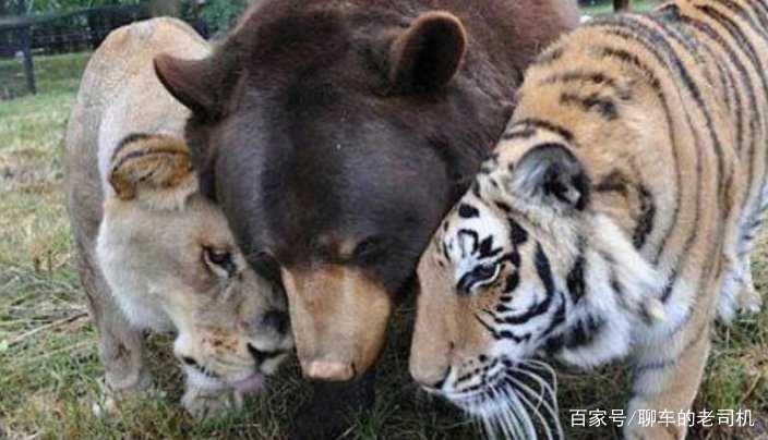 为什么狼不敢招惹老虎，却敢欺负比老虎更大的棕熊？