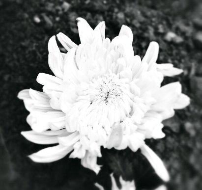 入士为安什么动物