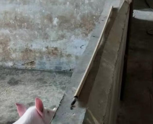 广东一女子误买40根1米2超大蚊香,她为什么会买到这样的蚊香?