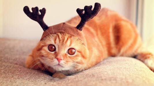 当着猫的面铲它的屎，它在想什么？