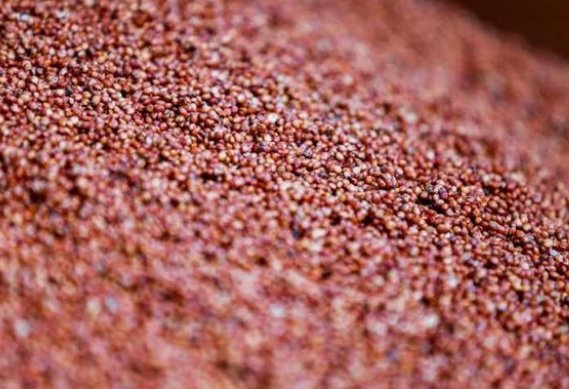 茅台酒制酒生产下沙造沙轮次中的沙指的是破碎后的什么