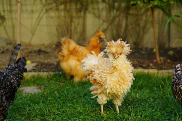 起居无时是什么肖