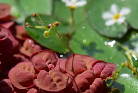 满江红在自然界中是什么