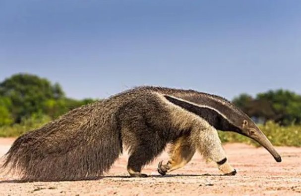 蚂蚁的天敌有哪些昆虫