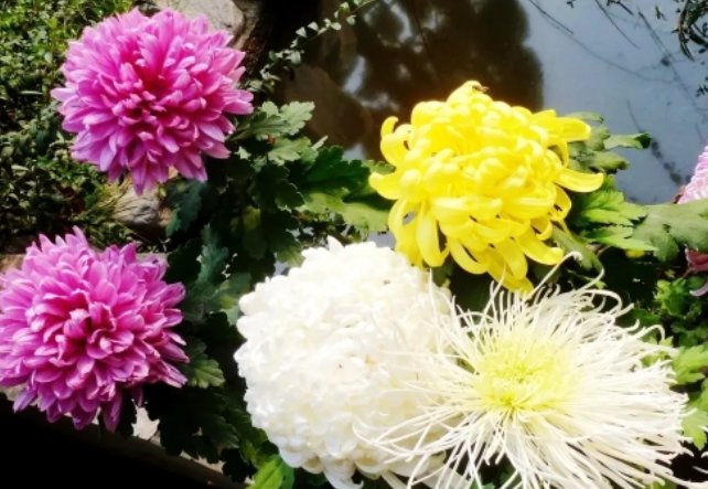 梅兰竹菊各自的寓意是什么？