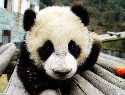 大熊猫“雷雷”去世，它生前都做过哪些贡献