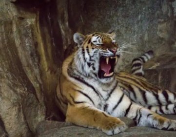 吉林男子路遇东北虎隔车窗与人对视，为何大型野生动物会频频出现在生活区？