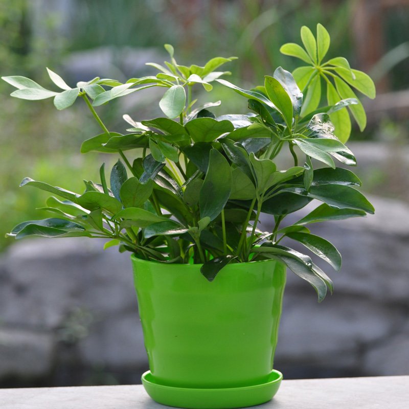 七叶莲盆栽的功效与作用