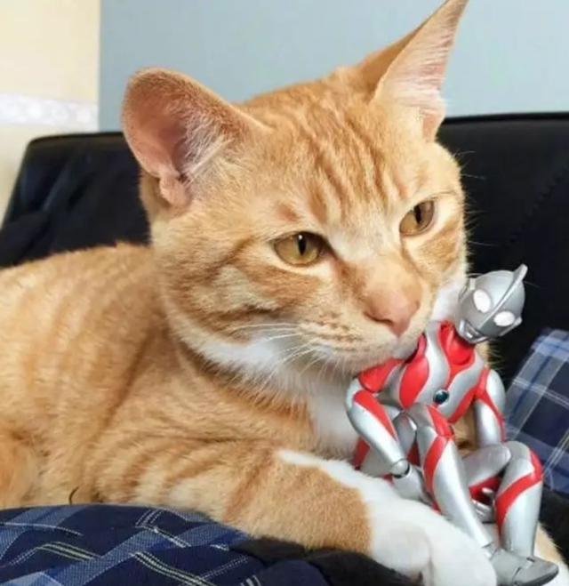 江苏无锡遛狗未牵绳男子竟在街头虐猫,虐待动物涉嫌违法吗?