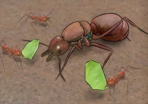 蚁后是如何诞生的？如果蚁后死了，蚁群会怎么样？