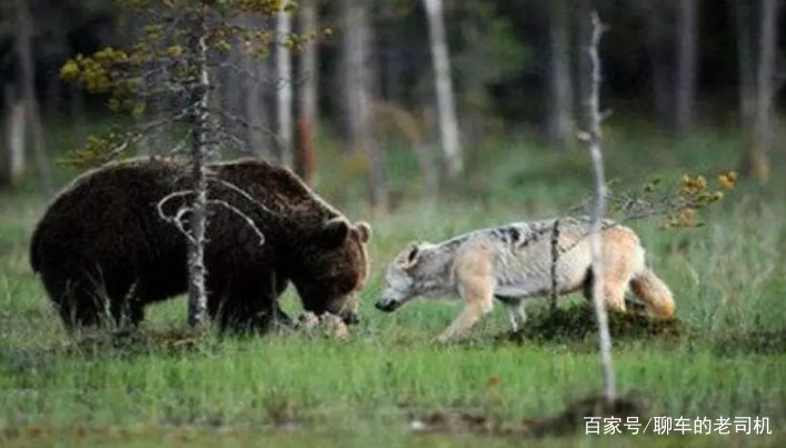 为什么狼不敢招惹老虎，却敢欺负比老虎更大的棕熊？