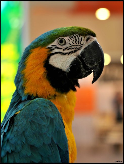 混种金刚鹦鹉的介绍