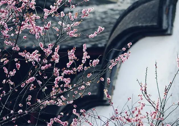 梅兰竹菊各自的寓意是什么？